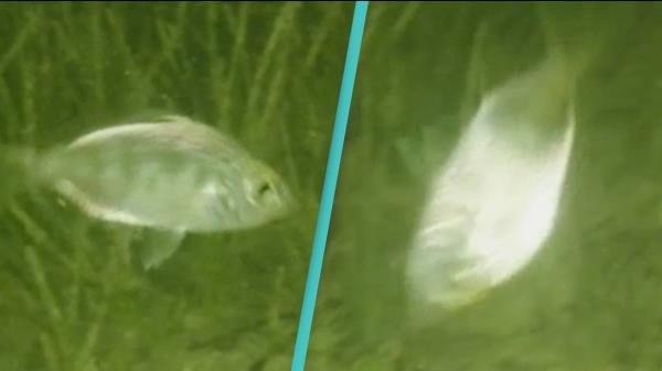 佛罗里达群岛的鱼一直在打转直到死亡，没有人能解释为什么